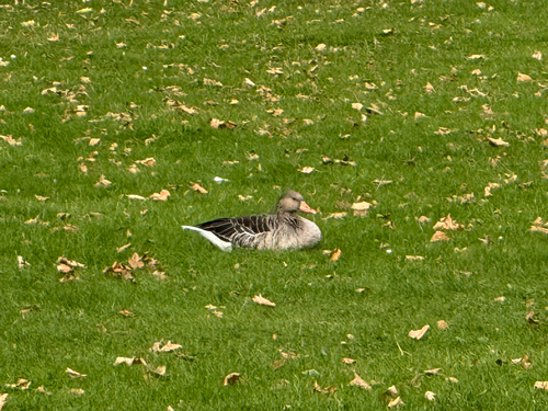 Greylag Goose