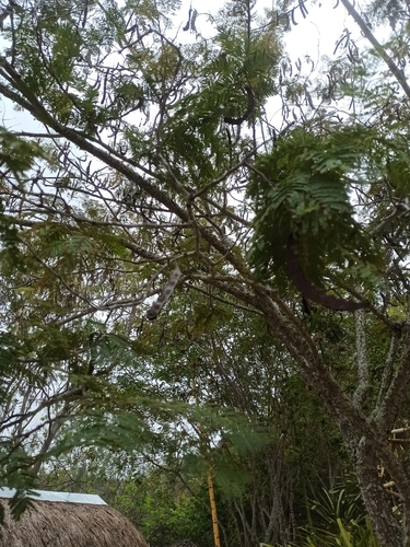 Anadenanthera macrocarpa