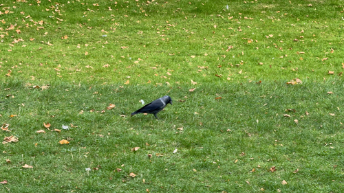 Eurasian Jackdaw