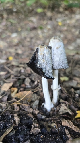 Shaggy Mane