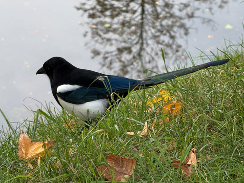 Eurasian Magpie
