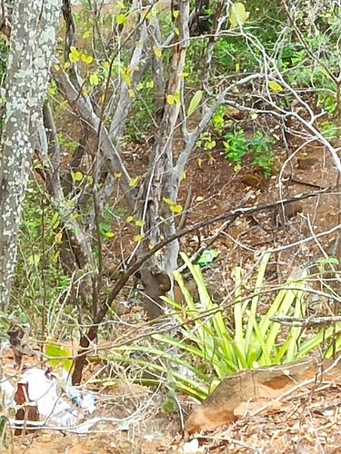 Rock Cavy