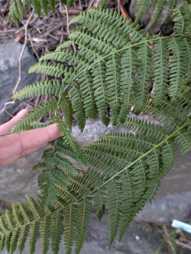 Common Lady Fern