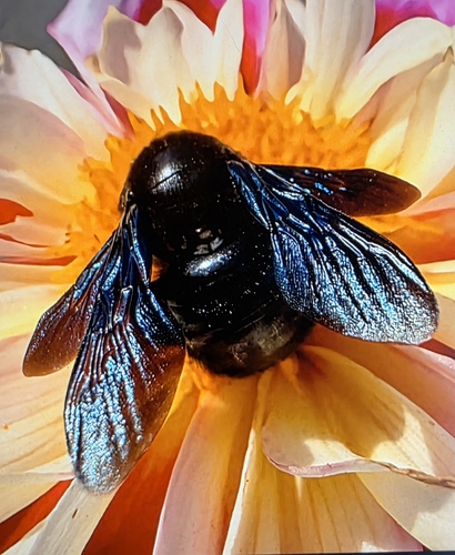 Xylocopa