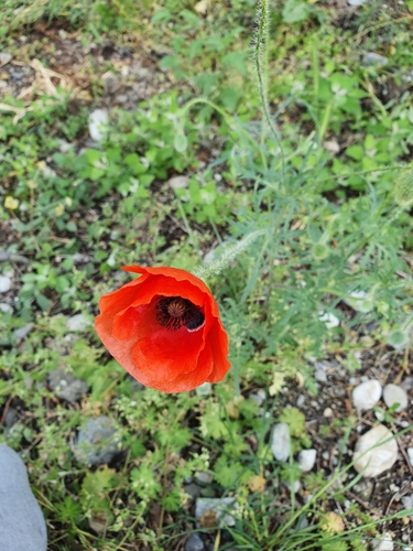 common poppy