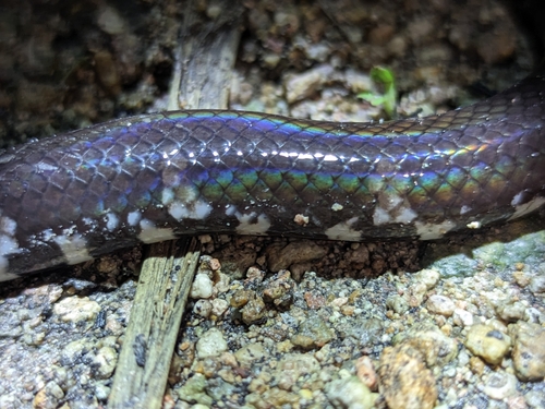 Jodi's pipe snake