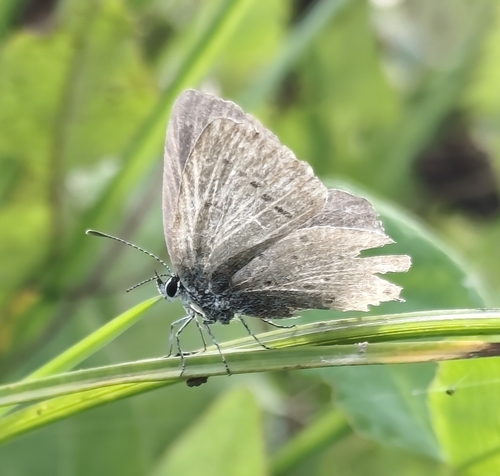 Short-tailed Blue
