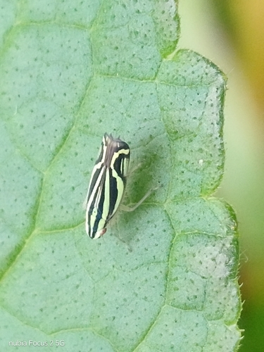 Sibovia sagata