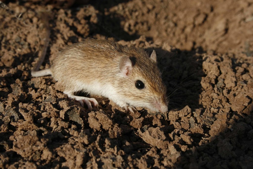 Desert Pocket Mouse (Chaetodipus penicillatus) · iNaturalist Canada