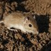 Desert Pocket Mouse - Photo (c) Horacio V. Barcenas, all rights reserved, uploaded by Horacio V. Barcenas
