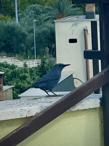 Blue Rock-Thrush
