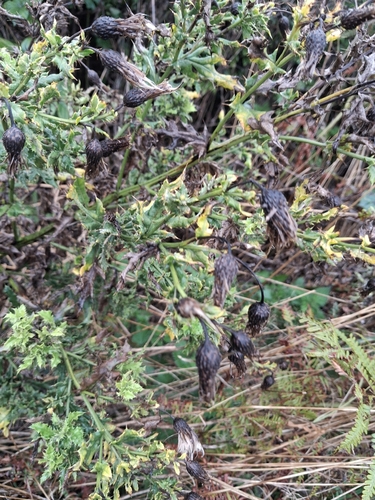 creeping thistle