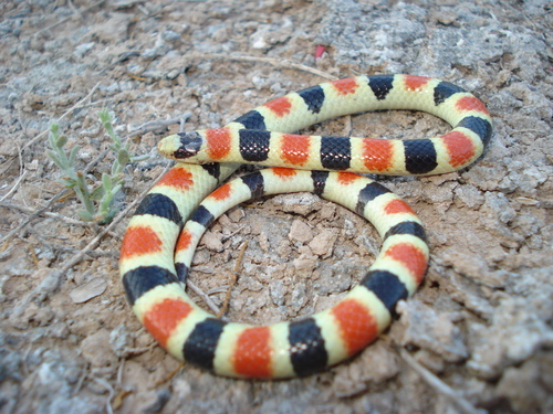 Sonoran Shovel-nosed Snake (Chionactis palarostris) · iNaturalist