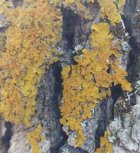 Common Sunburst Lichen