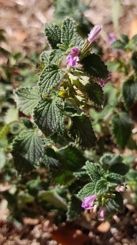 Black horehound