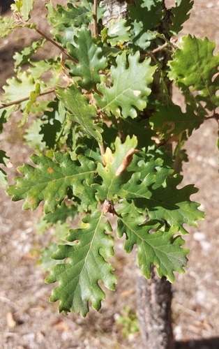 downy oak