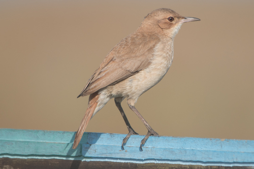 Rufous Hornero