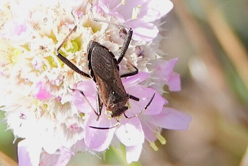 ant bug