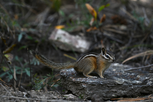 Yellow-pine Chipmunk