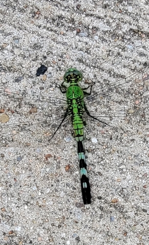 Featured image for “Eastern Pondhawk”