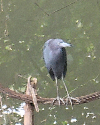 Featured image for “Little Blue Heron”