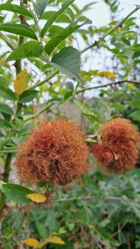 Mossy Rose Gall Wasp