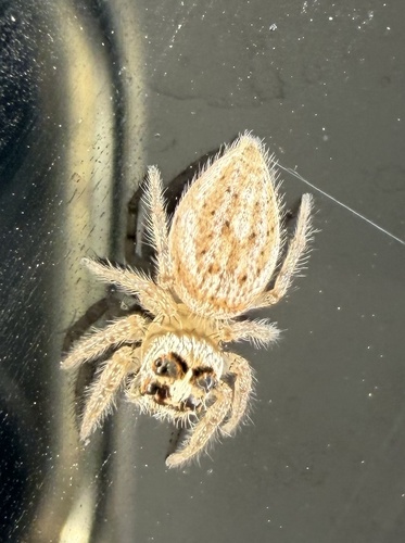 Colonus hesperus