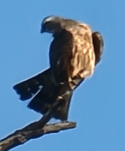 Featured image for “Birds”