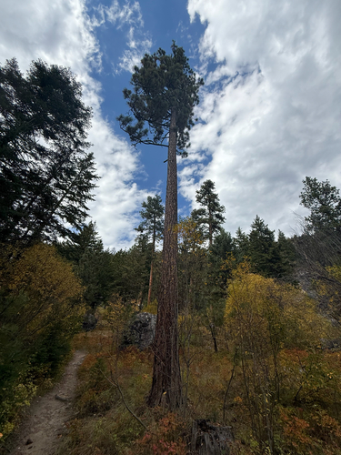 Western Ponderosa Pine