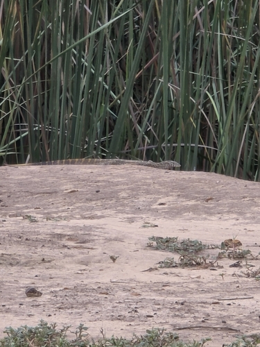 Nile Monitor