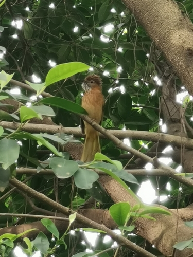 Mountain Bulbul