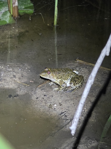 Crowned bullfrog