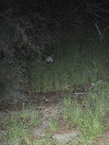 West African Civet