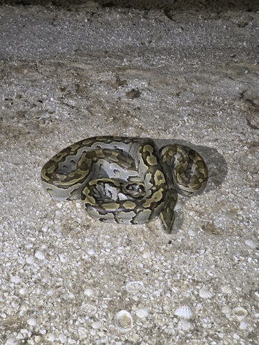 African Rock Python