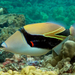 Wedgetail Triggerfish - Photo (c) Tom Barnes, all rights reserved