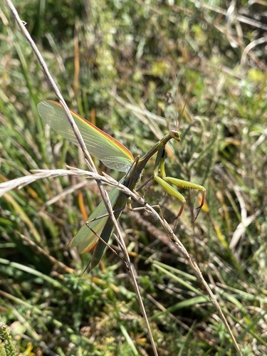 European Mantis