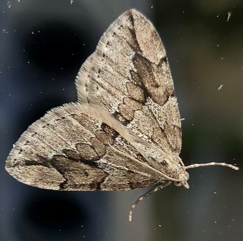 Juniper Carpet