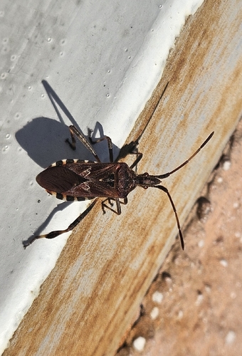 Western Conifer Seed Bug