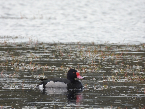 Rosy-billed Pochard