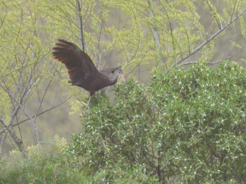 Limpkin
