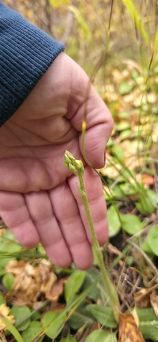 Western Rattlesnake Plantain