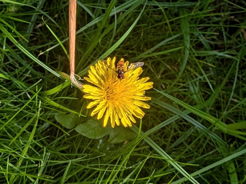 Marmalade Hover Fly