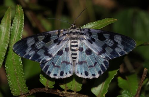 Dysphania palmyra