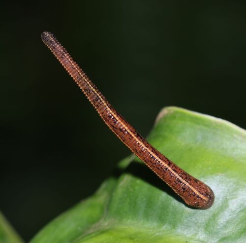 brown leech