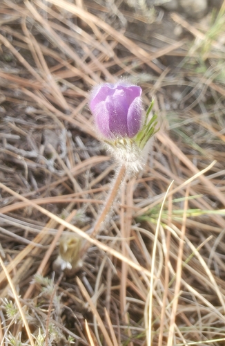 prairie pasqueflower