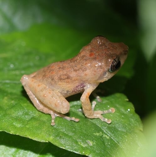 Common Shrub Frog