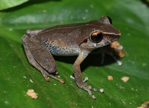 Orange-canthal Shrub Frog
