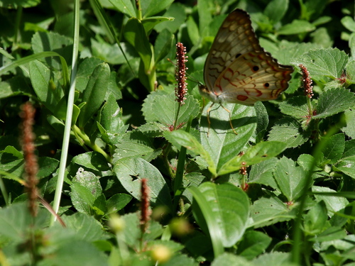 Acalypha multicaulis