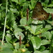 Acalypha multicaulis - Photo (c) Jay Keller, all rights reserved, uploaded by Jay Keller