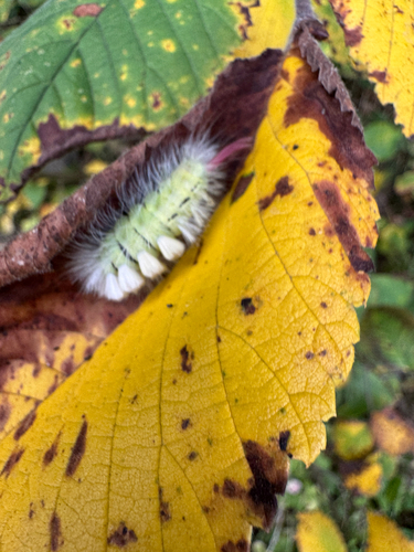 Pale Tussock Moth